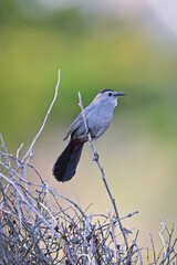 Bird on a branch