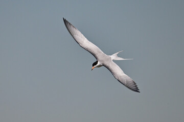 Seagull in flight