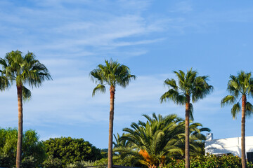 Palm trees in a row with blue sky in the background
