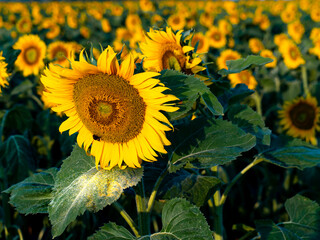 Flowering sunflowers in the culture