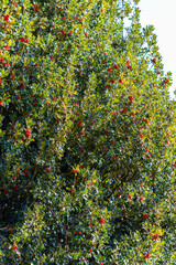 Close-up of a holly plant. Close up of a holly tree with red berries. Christmas plant and fruit...
