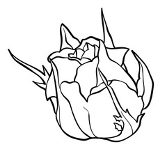 monochrome black and white rose isolated on white background. Hand-drawn contour lines and strokes.