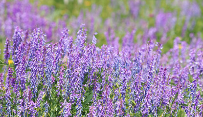 Purple flower field of tufted vetch, Vicia cracca