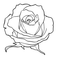 monochrome black and white rose isolated on white background. Hand-drawn contour lines and strokes.