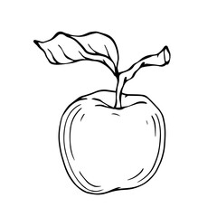 Linear botanical sketch with fruits and leaves of an apple tree.Vector graphics.	