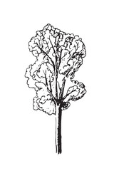 Tree sketch, linear black and white vector illustration. Line art sketch- nature,trees.