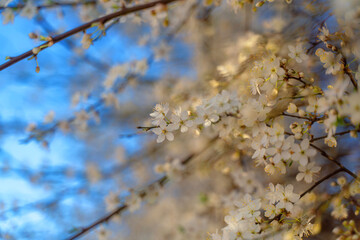 Blooming white cherry plum. A branch of blossoming plum against the blue sky, beautiful white flowers of prunes in the city garden. Spring background, blooming gardens.