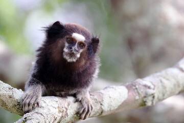 close-up de um black-pincelled marmoset (Callithrix penicillata).