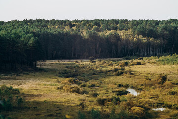 Summer nature. View of the lush green forest.