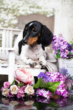 Puppy; Dachshund Dog Piebald colours in  background on a decorative bench with flowers in the garden, postcard