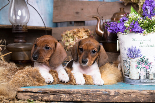 Puppies; Dachshund Dog Piebald colours in  background on a decorative wood and  flowers , postcard
