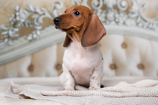 Puppy; Dachshund Dog Piebald coloursPuppy; Dachshund Dog Piebald colours in  backgrounddog lies on a bed on a white blanket