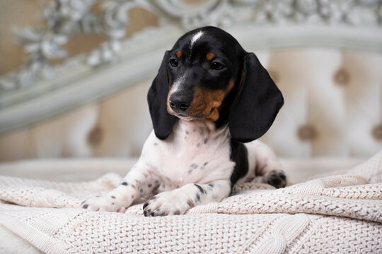 Puppy; Dachshund Dog Piebald colours background, dog lies on a bed on a white blanket