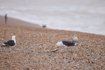 Two seagulls over a stony beach with a dead fish