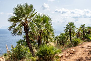 Mediterranean dwarf palm and spikes along a path in the Zingaro Nature Reserve.