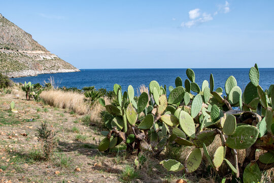 Prickly pears in the Zingaro Nature Reserve, near San Vito Lo Capo.