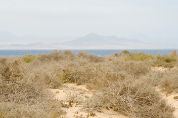 Dune of La Francesa beach, with the volcanoes of Calñeta de Famara in the background
