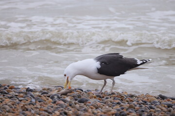 Seagull on the seashore with a dead fish