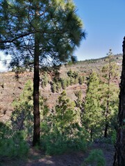 Kiefernwald in Puntagorda auf La Palma