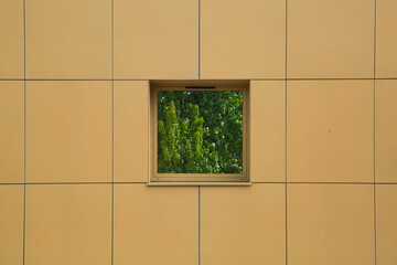 reflection of tree on green window with yellow wall