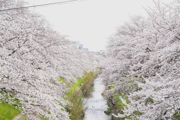 snow covered trees