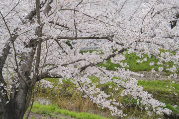 blooming tree
