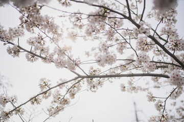 snow covered branches