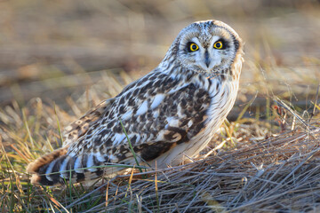 A short-eared owl searching for prey on the ground in strong winds