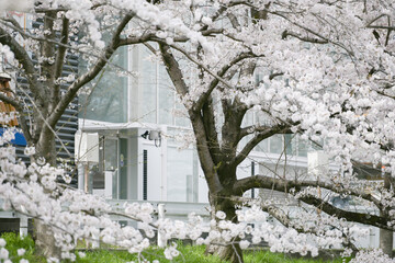 cherry blossom in spring
