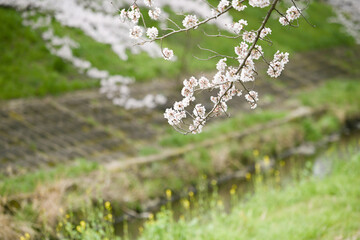 flowers in the garden