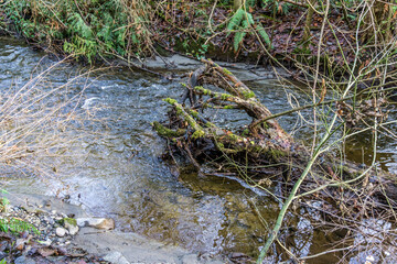 Winter Creek And Logs 2