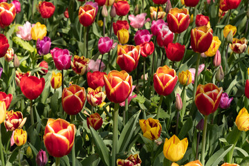 spring flower beds of blooming colorful pink purple tulips in a large park