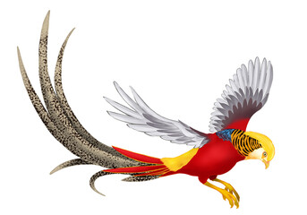 Illustration of golden pheasant on white background 