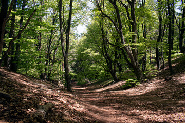 Green trees forest canopy over a soft brown leaf forest floor, light seeping through branches