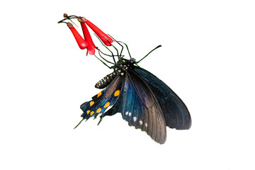 Pipevine Swallowtail (Battus philenor) Photo, Feeding on a Firecracker Plant Bloom on a Transparent Background - 560867170