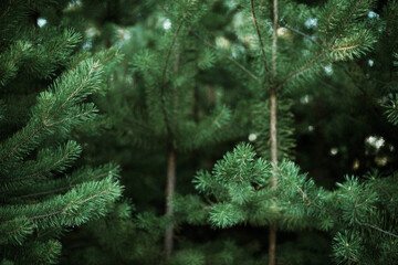 Spruce tree branches detail.