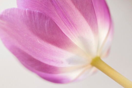 Close Up Macro Image of a Tulip