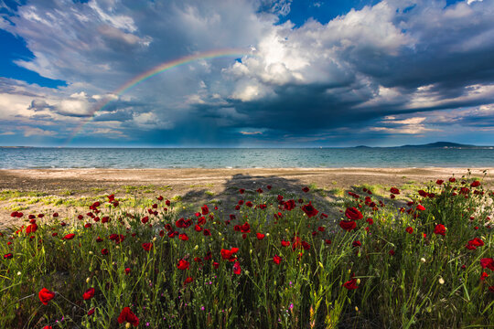 Poppies and rainbow by the sea