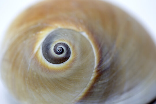 Snail shell in close up view