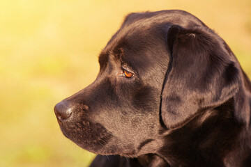 Profile of a labrador retriever dog on a green background. Beautiful young labrador dog.