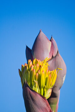 Flower of a coastal century plant (Agave shawii) at La Bufadora, Baja California, Mexico.