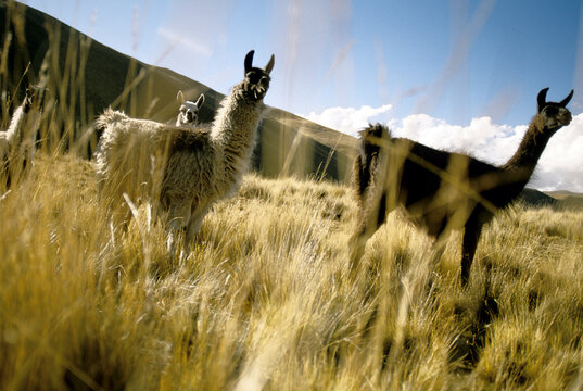 Llamas in the Bolivian Andes