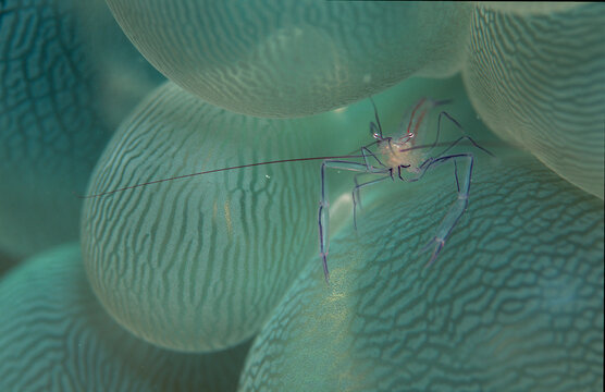 Bubble coral shrimp, Vir Philippinessis, Seychelles, Indian ocean