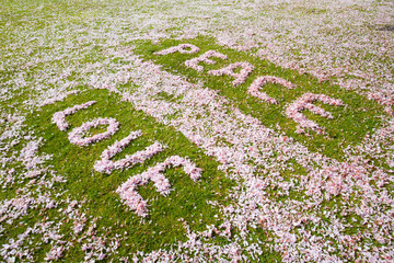 Cherry blossom used to spell out the word Peace and Love, on a playing field in Ambleside, UK.