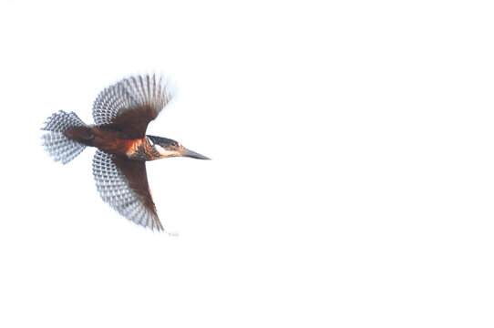 Giant Kingfisher (Megaceryle maxima), Lianshulu Lodge, Mudumu National Park, Caprivi, Namibia