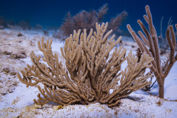 Caribean Reef Coral similar to red egypt or great barrier australia