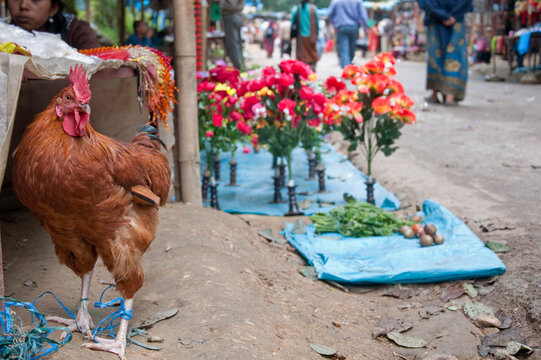 Rooster trapped for traditional ceremony at Dakshinkali Temple