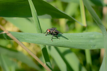 A flesh fly on a leaf, with large red compound eyes, proboscis, and big sticky feet