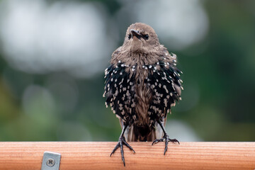 A juvenile starling puffed up on a wooden birdfeeder