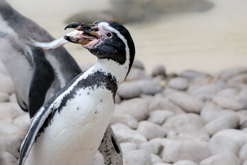 Humboldt penguin catching fish in its mouth